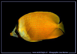 A Common Reef Butterflyfish... Que du Bonheur... :O)... by Michel Lonfat 